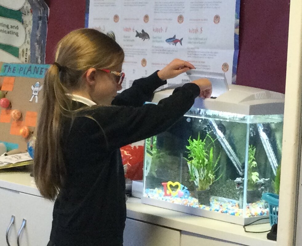 Image of Fish make themselves at home in Year 3